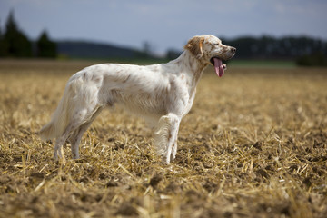 Obraz premium setter anglais debout au milieu d'un champ de profil - fixe