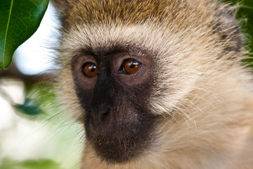 Monkey face in closeup