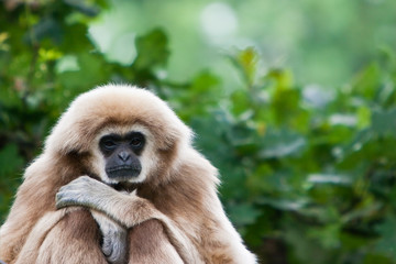 Monkey sitting in a tree