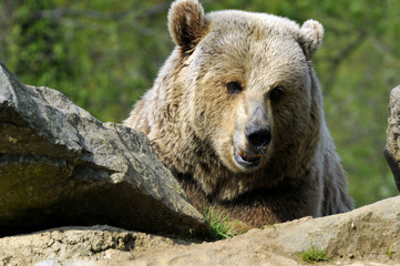 Portrait d'un ours grizzli parmi des rochers