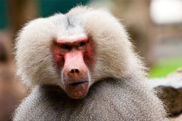 Monkey face in closeup