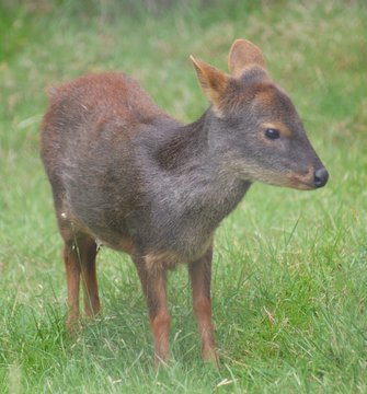 Chilean Pudu