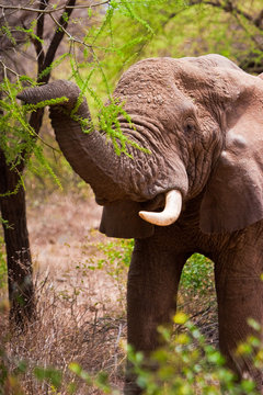 Elephant grasping a tree in the bush of africa
