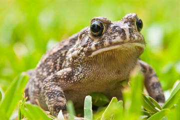 Striped frog sitting in the grass