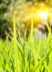 Grass on a meadow and beams of the morning sun