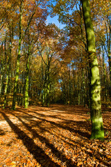 Naklejka premium Drzewo w jesiennych kolorach