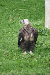 European Black Vulture