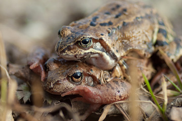 Frogs in Love