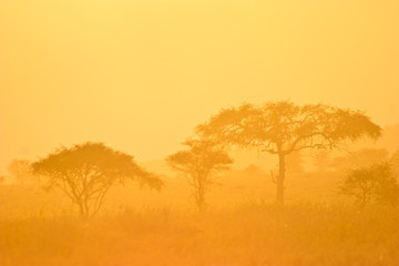 Obraz na płótnie Canvas Krajobraz lasu w porannej mgle