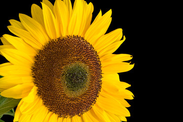 Obraz premium Sonnenblume