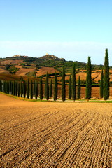 Ackerboden,gepflügt,Zypressen,Rocca d Orcia,Toskana,Italien