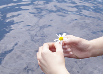Daisy in hands