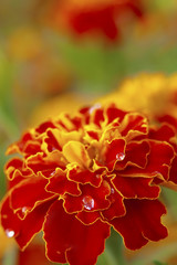 Marigold with water drops