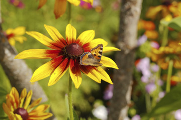 Yellow red chrysanthemum with butterfly