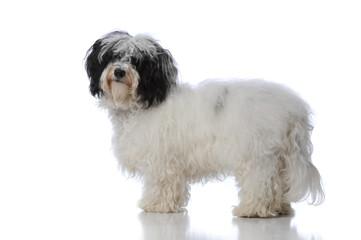 havanese dog