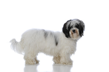 havanese dog