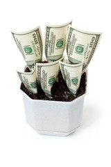 Money grows in a flowerpot isolated