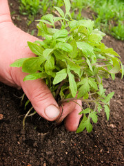 Hand with a plant sprout