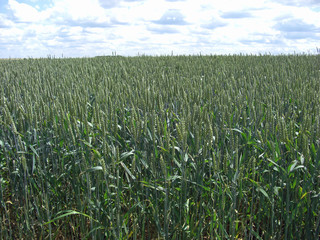 Champ de blé