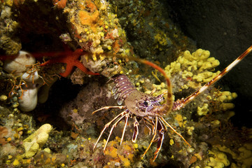 a lobster in his lair at the bottom of the sea