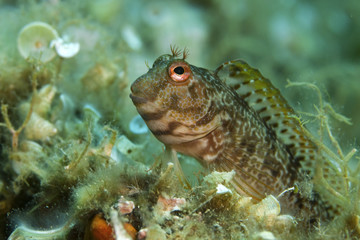 fish faces curious to observe the underwater