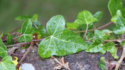 Green ivy leaf
