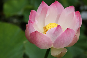 flore aquatique, fleur de lotus rose