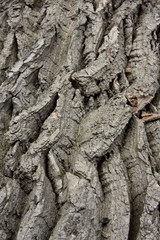 holz_2