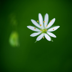 tiny white flower on natural green background