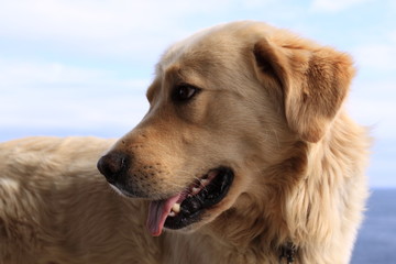 Golden retriever