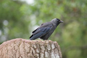 Jackdaw