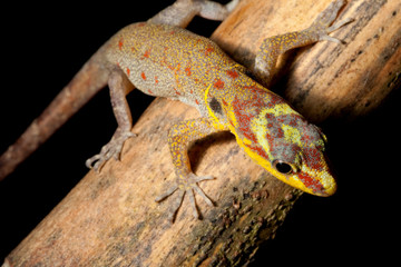 neotropical gecko