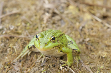 Conceiited  frog