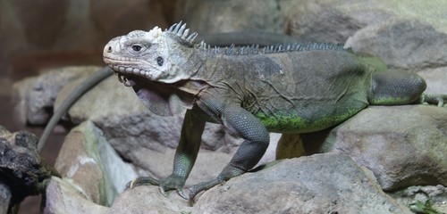 Lesser Antilles Iguana