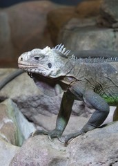 Lesser Antilles Iguana
