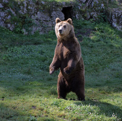 Ours Brun