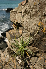 Cliff Plant