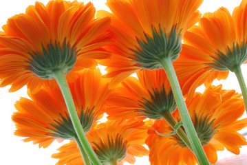 gerber flowers