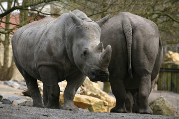 Naklejka premium Breitmaulnashorn