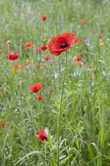Red blooming poppy in a field
