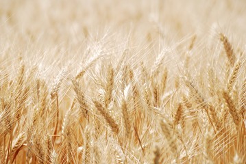 grano