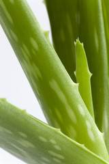Aloe vera plant on white background