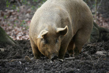 Fototapeta premium Eichelschwein