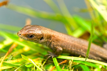 lizard close-up
