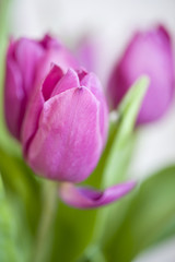 Fototapeta premium Tulpen