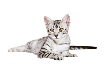 Young Egyptian Mau male