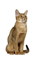 Usual Abyssinian cat