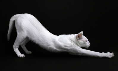 Foreign white stretching