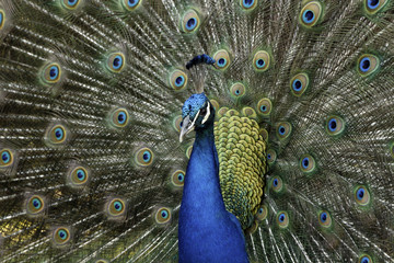 Obraz premium Male peacock 3