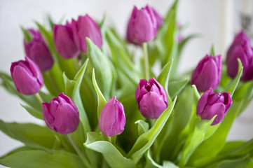 Tulpen